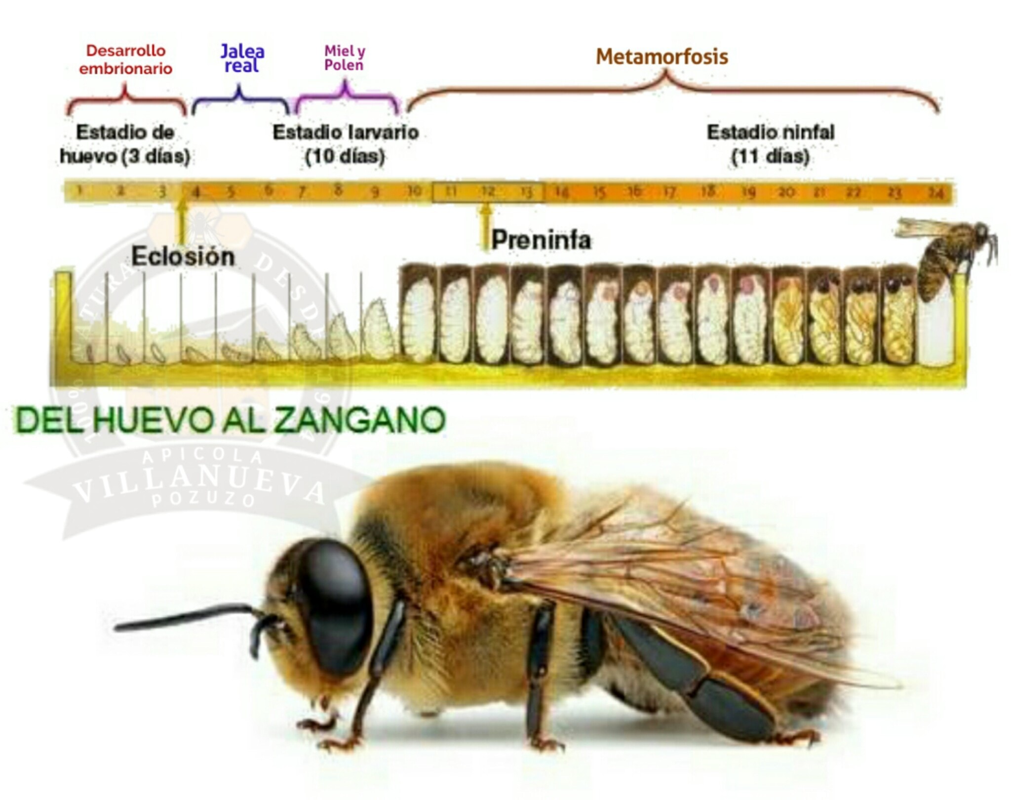Mundo - CICLO BIOLÓGICO DEL ZÁNGANO El zángano es el producto del ...
