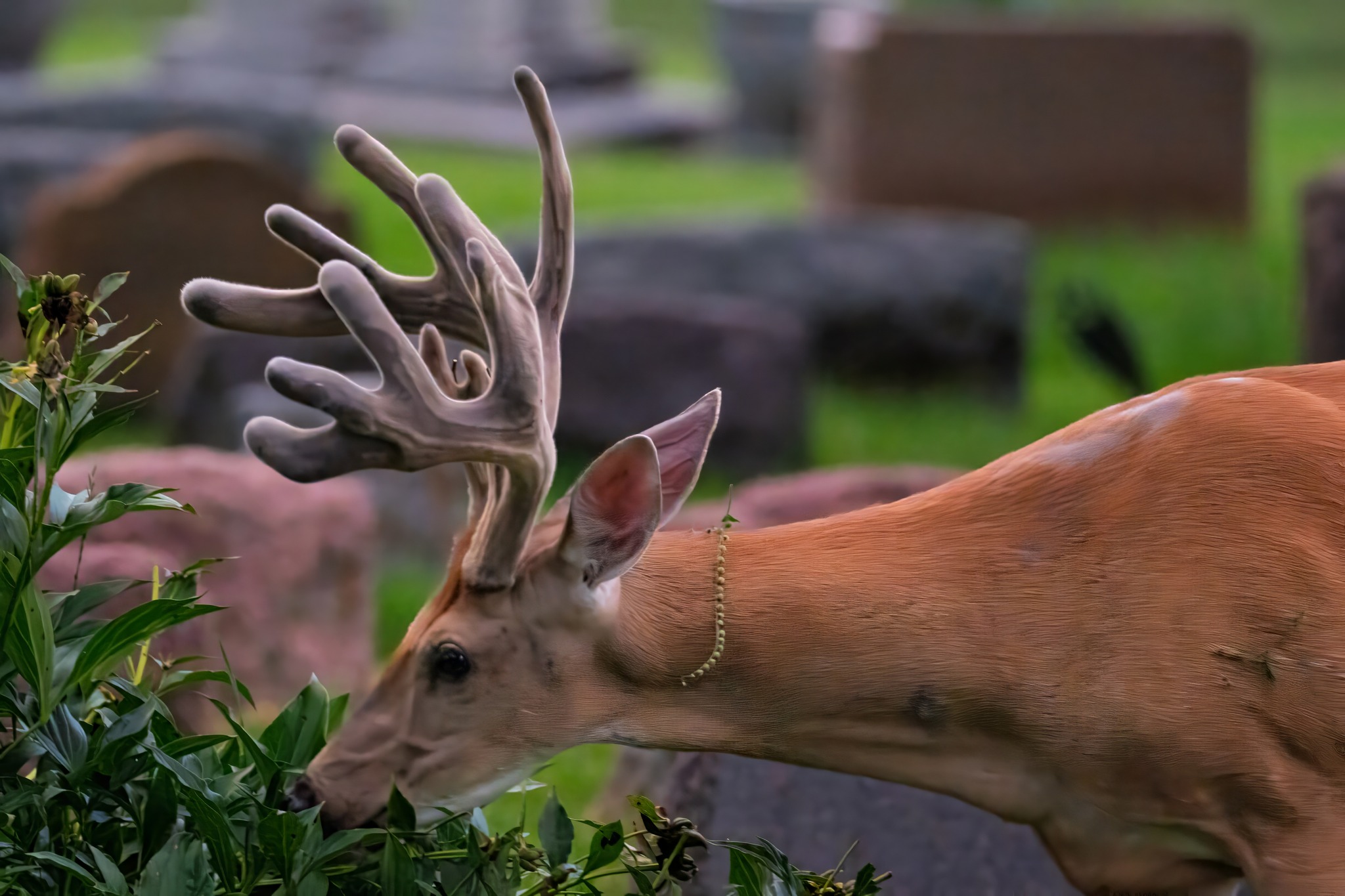 jwolf WILD photography updated... - jwolf WILD photography