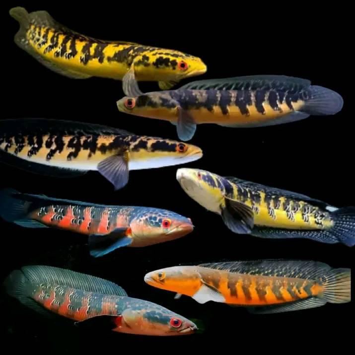 Gerup ikan cana Aikmel lotim | Facebook