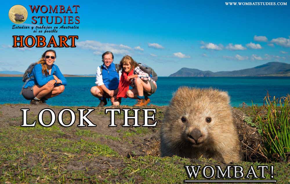 Wombat Studies - ¿Sabías que? Los Wombats se encuentran...
