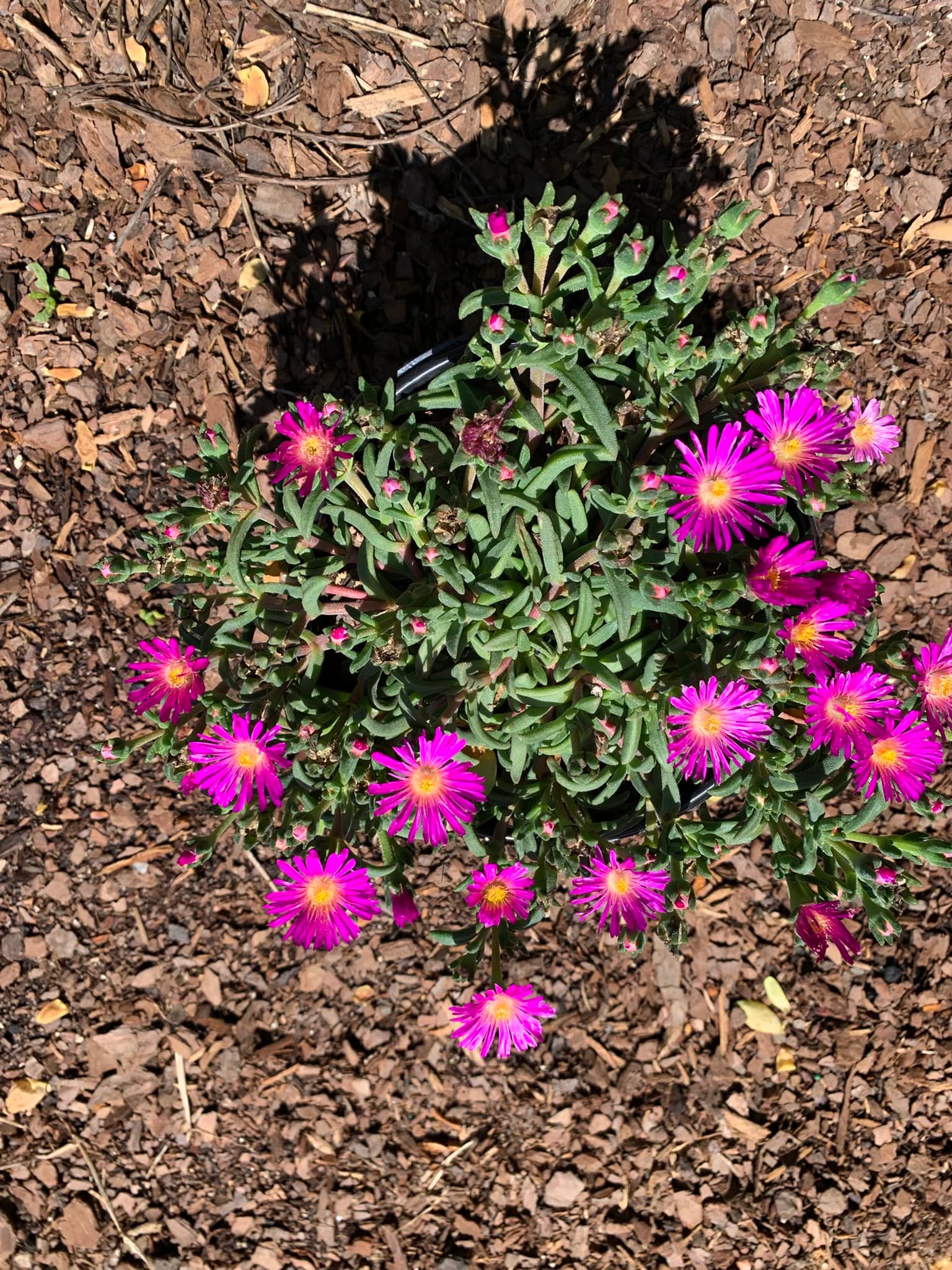 Springw... - Springwater Sprouts Propagation and Plant Nursery