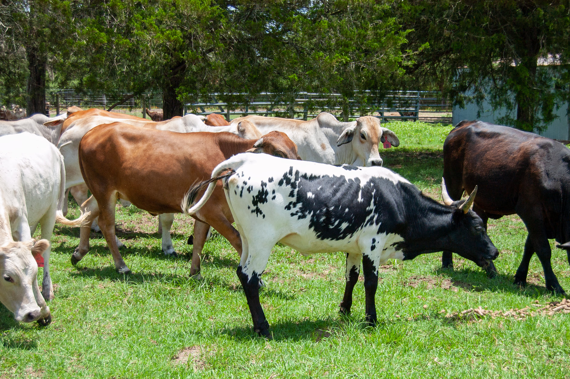 Money More Money Cattle Co.