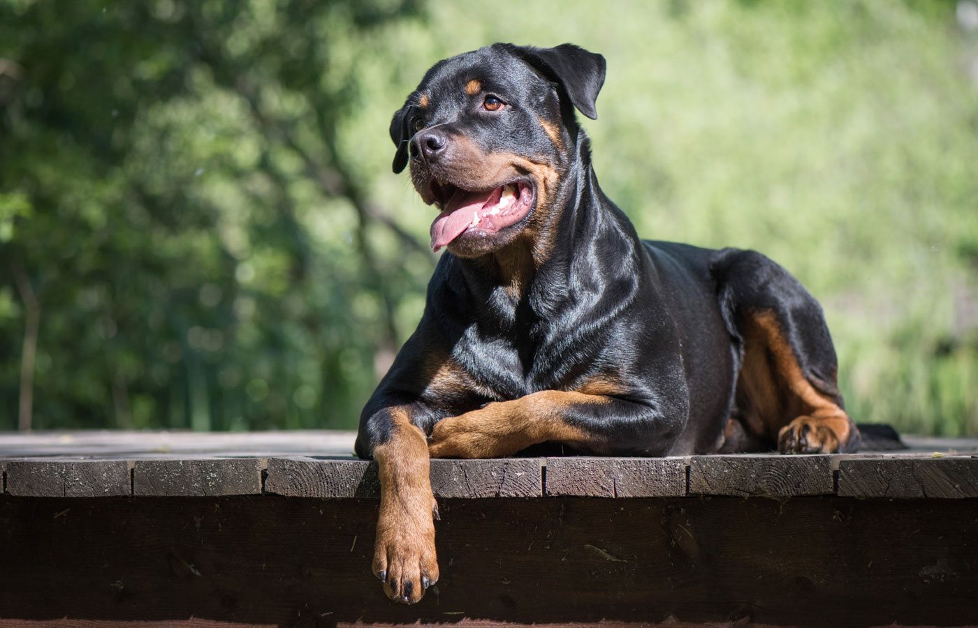 Rottweiler By SkyBubble | Indianapolis IN