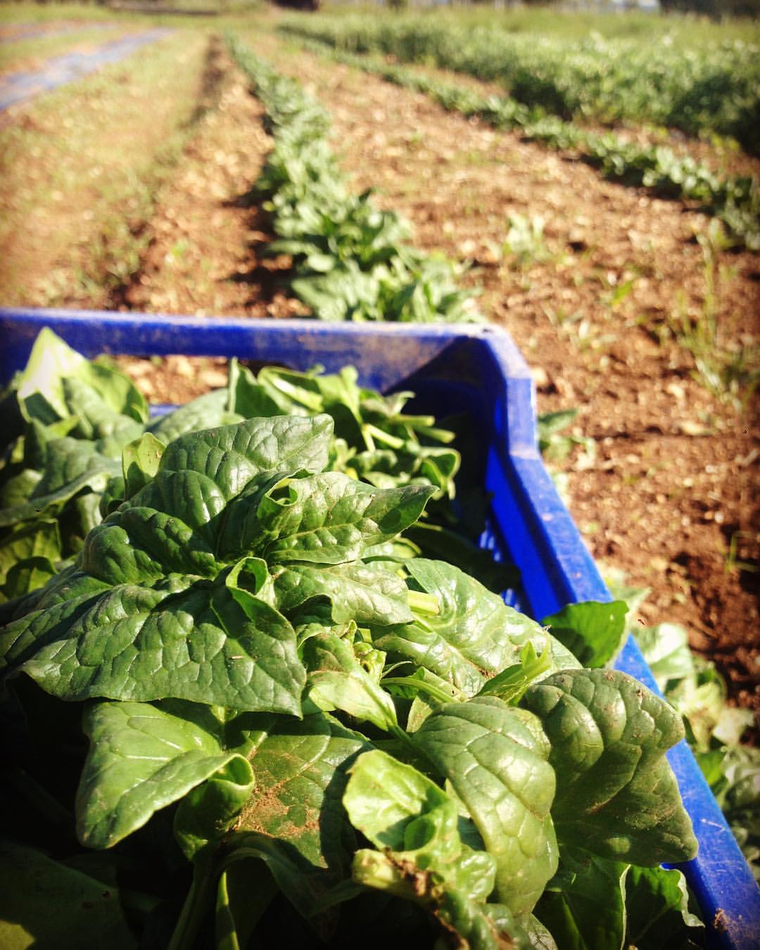 Agriturismo Zapparè - #agriturismozapparè #spinaci #spinach #green # ...