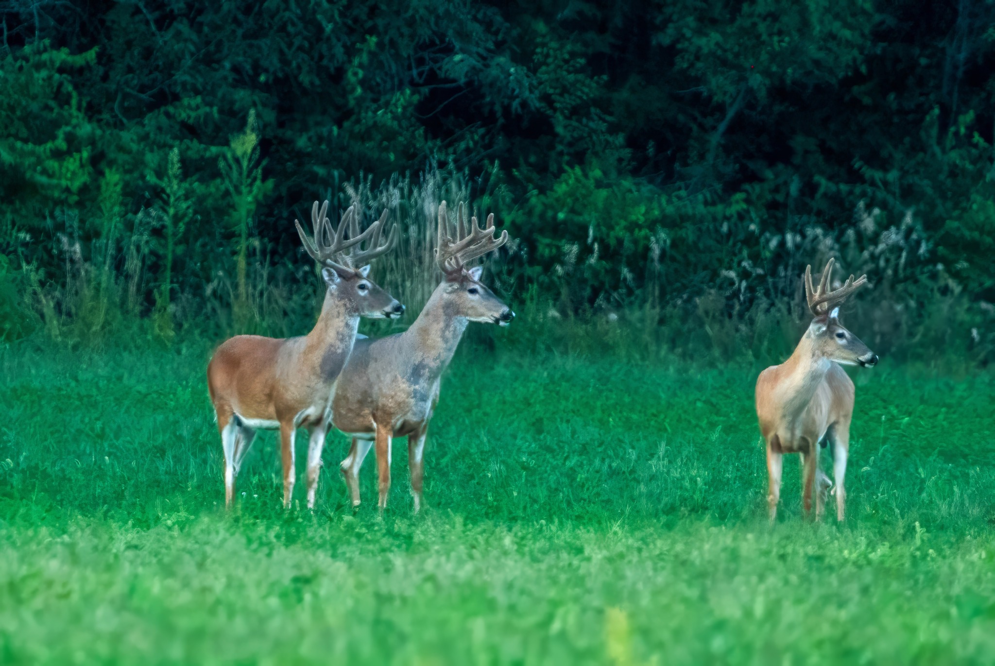 jwolf WILD photography added a... - jwolf WILD photography
