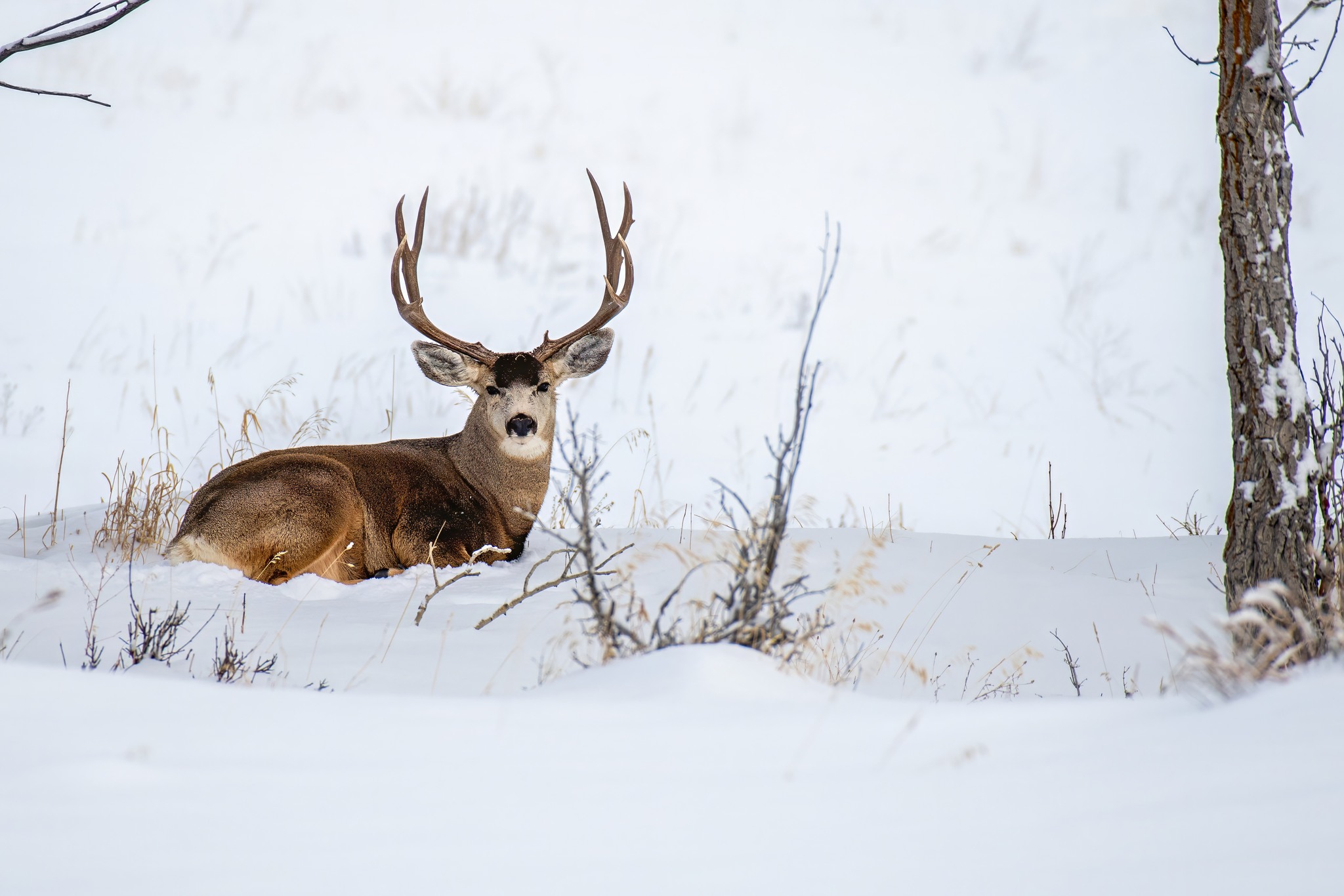 jwolf WILD photography added a... - jwolf WILD photography
