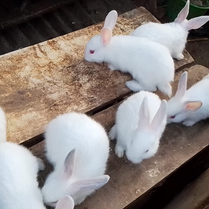 Sk Rabbits