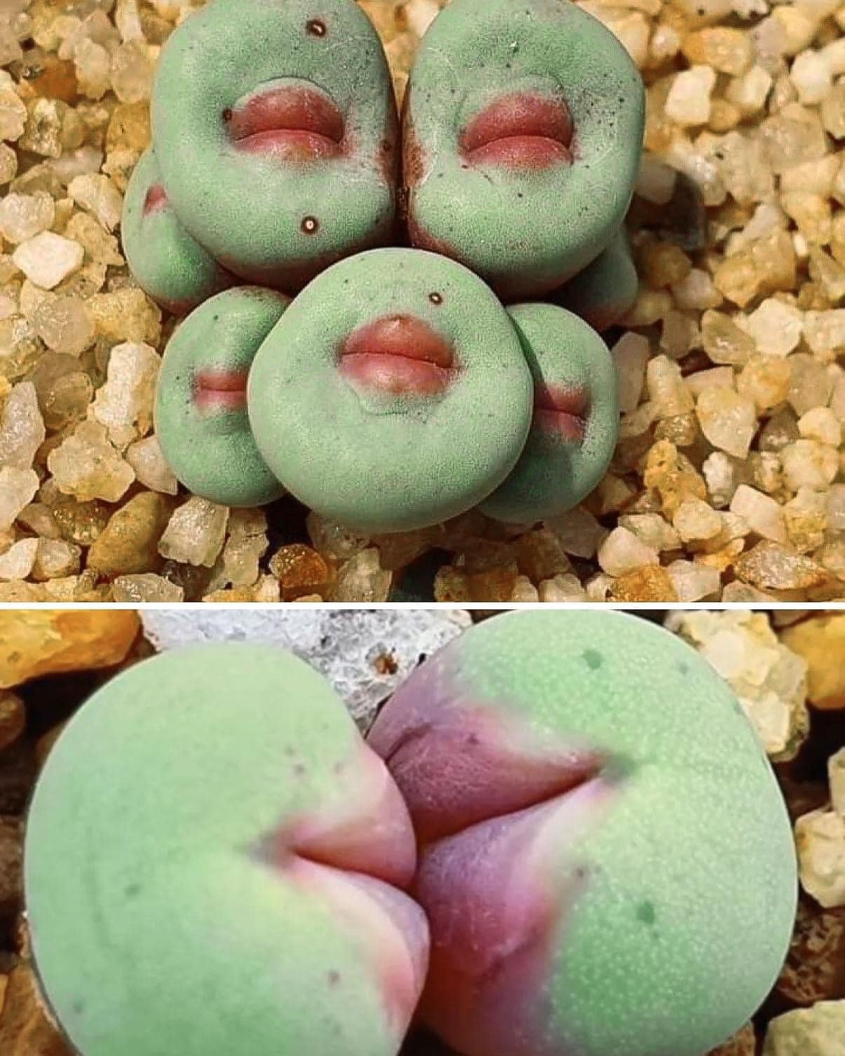 Rare heart-shaped Conophytum luisae succulent