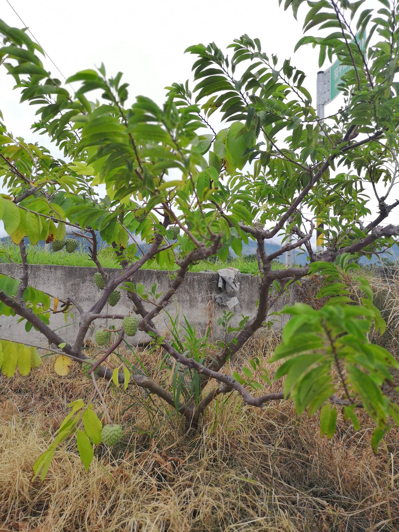 吃過釋迦沒看過釋迦樹吧，拍給各位分享 - 黑熊好玩-台灣日本深度客製化自由行 | Facebook