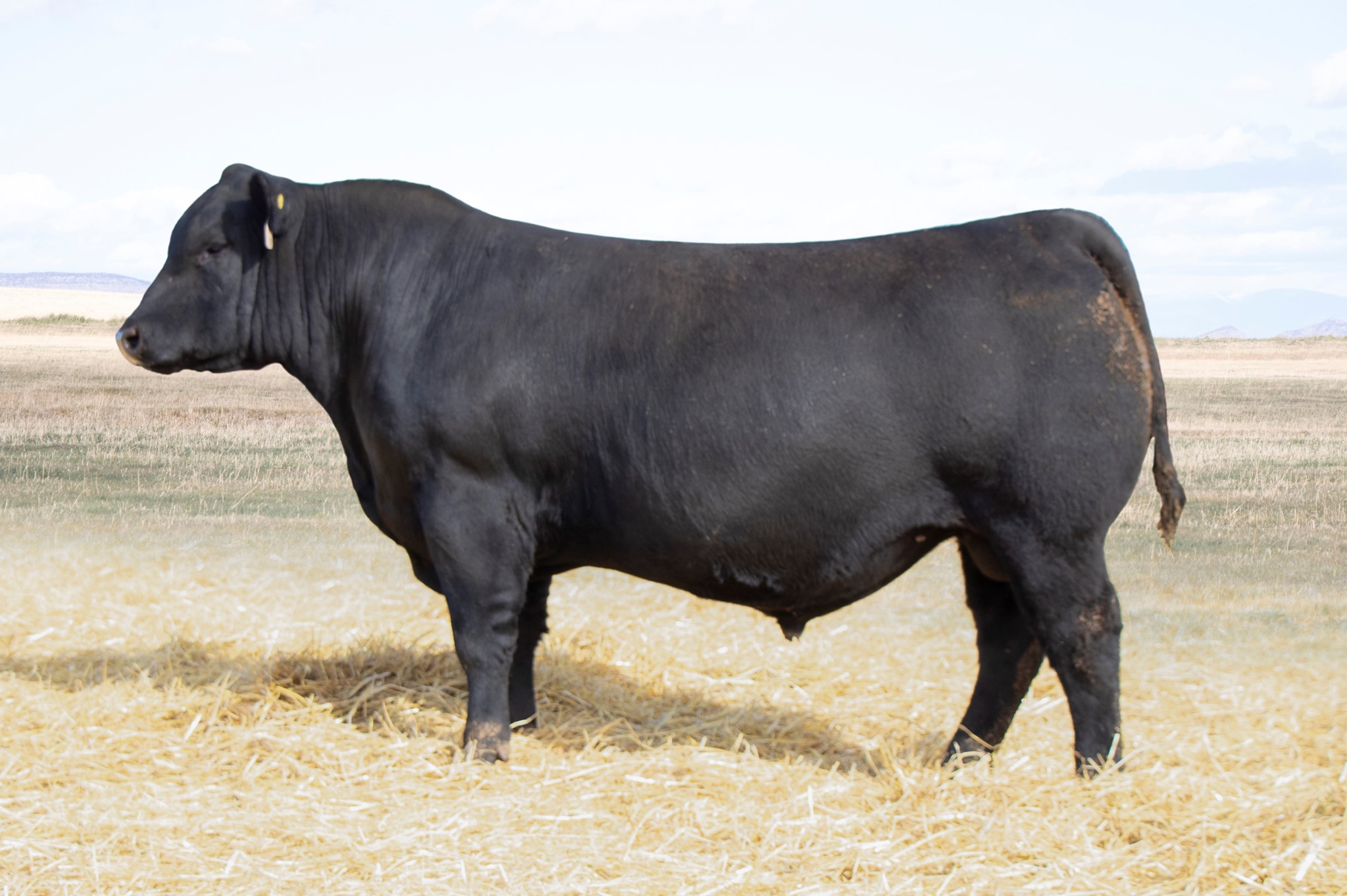 Breeder Link - 🔥 The newest addition to our sire lineup...... | Facebook