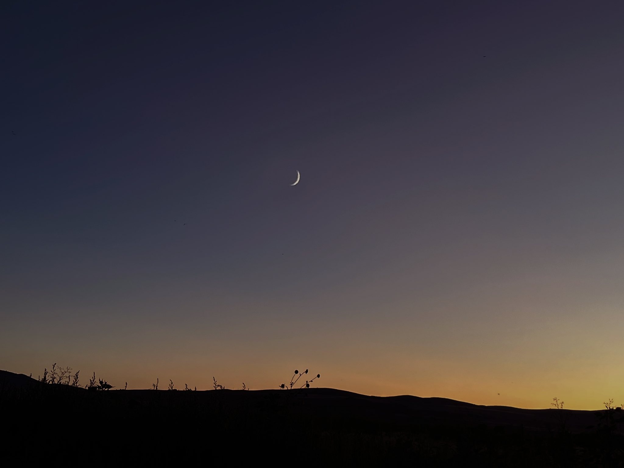 Rose Moon Reed