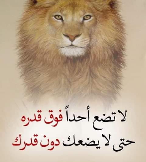 وثائقي انتشار ضربت الشاحنة اذا وضعت احدا فوق قدره Ousmanesonko Com