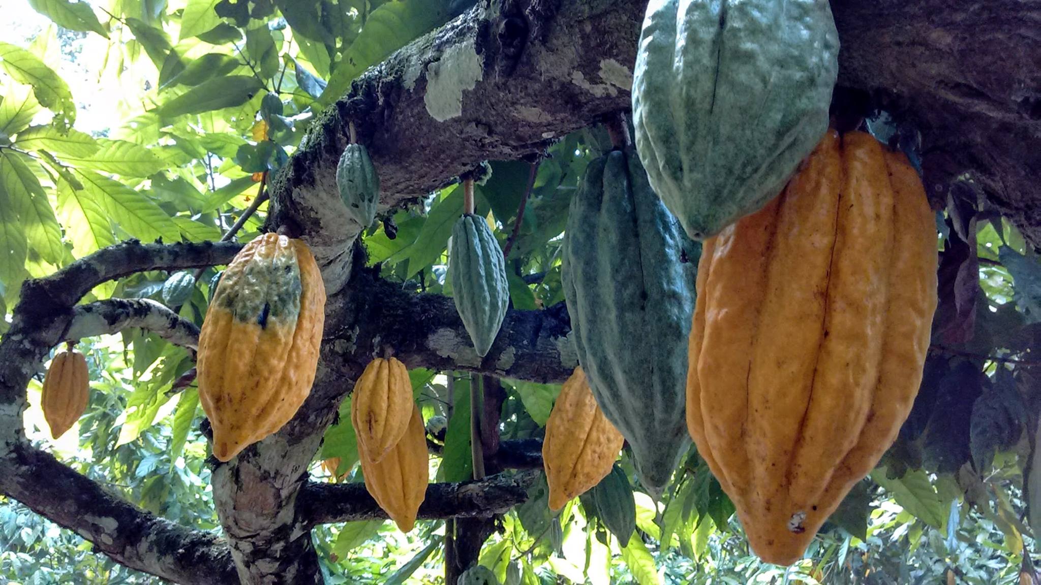The Roaming - Made tree to bar with pure Ecuadorian Arriba Nacional ...