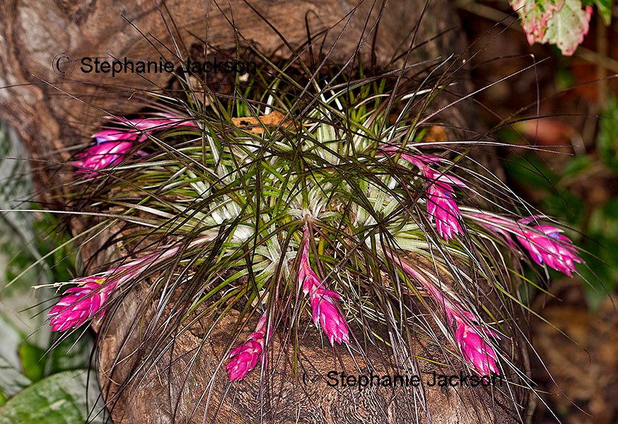 Tillandsia 'Showtime' x seleriana