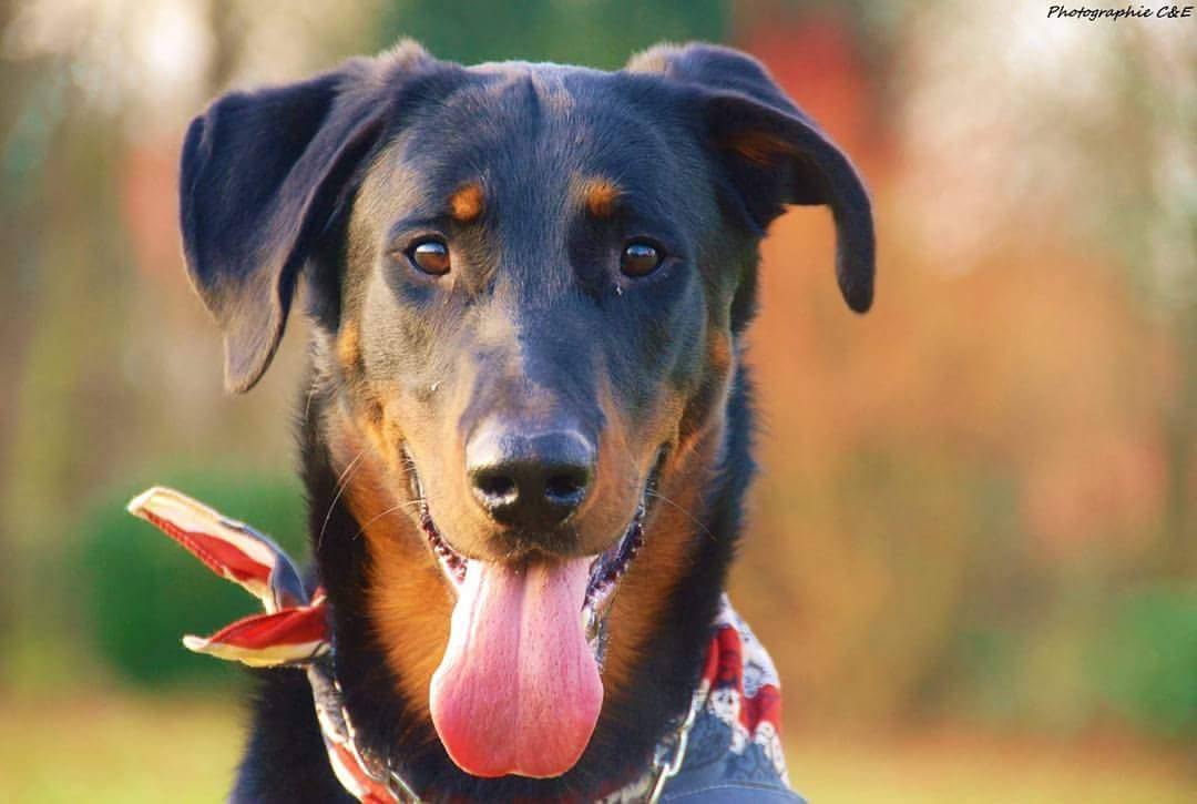 Beauceron, Bas rouge, berger de beauce