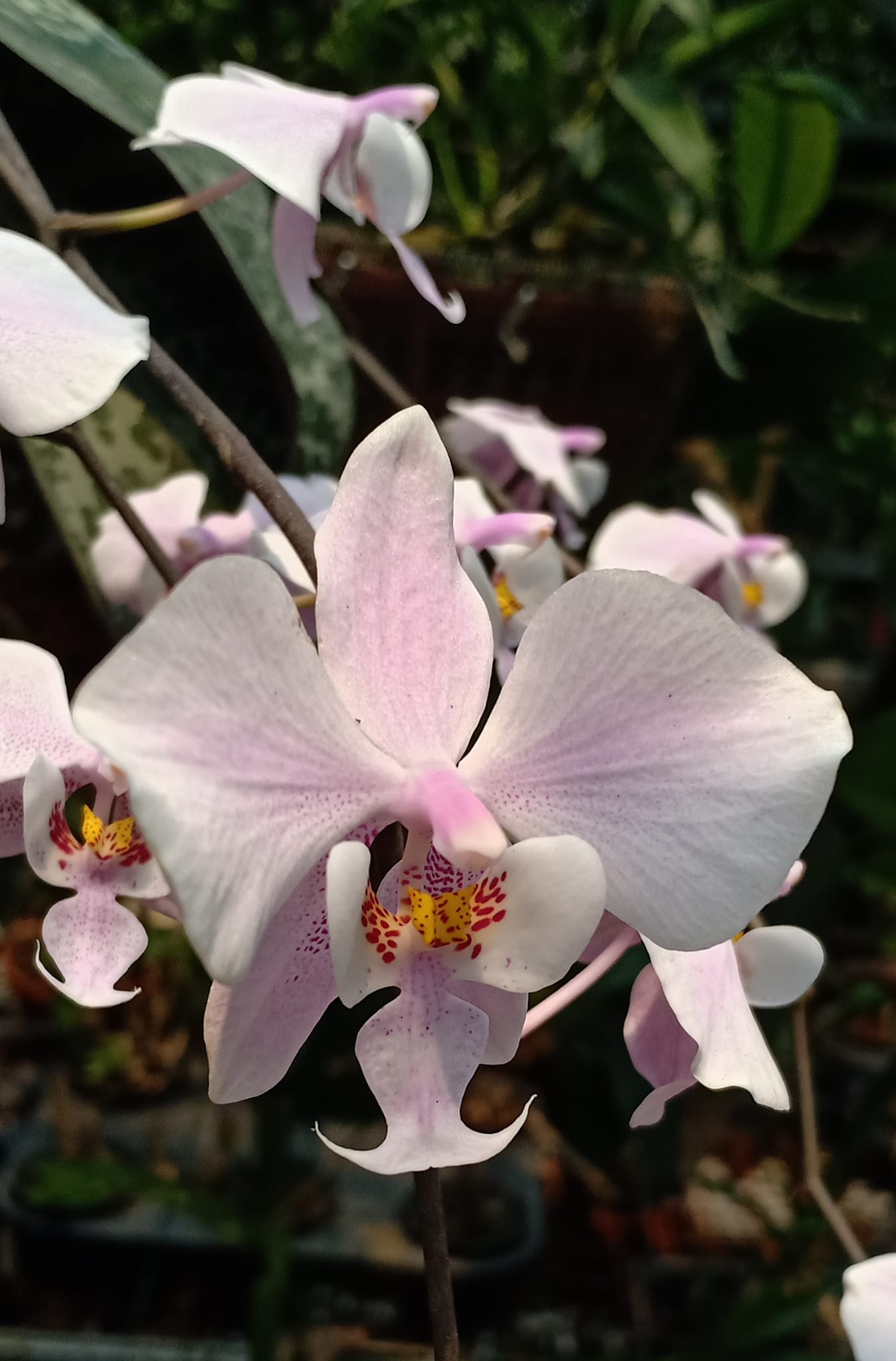 What is the origin of this unique Phal. schilleriana orchid?