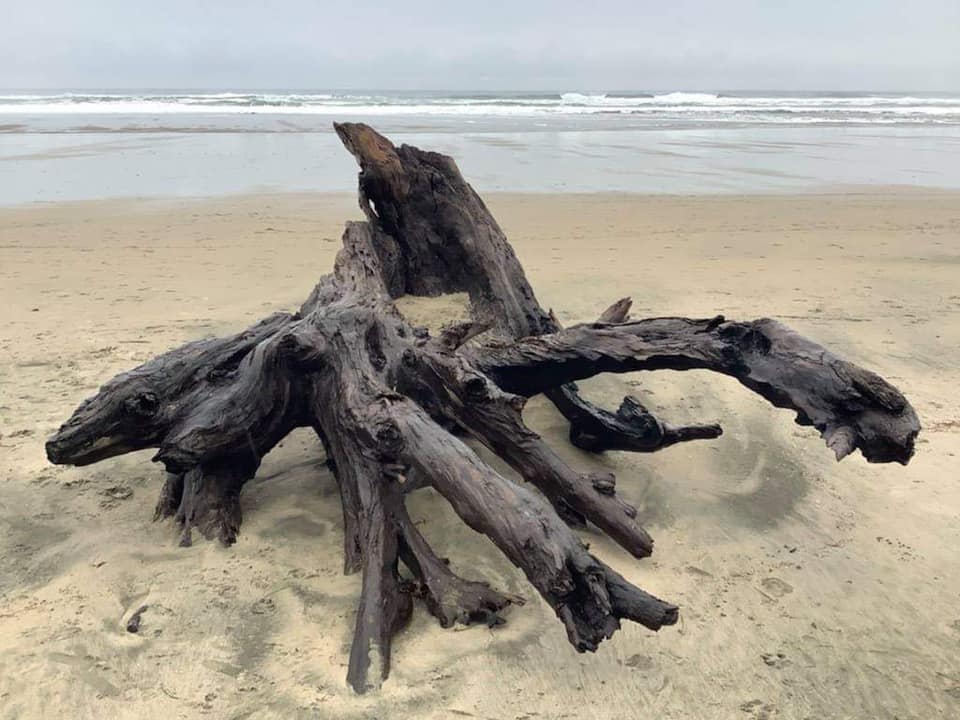 What I love about the coast is the wildest driftwood you find