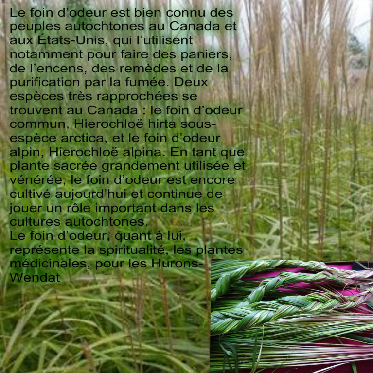 connaissez-vous-le-foin-d-odeur-cr-ations-la-louve-facebook