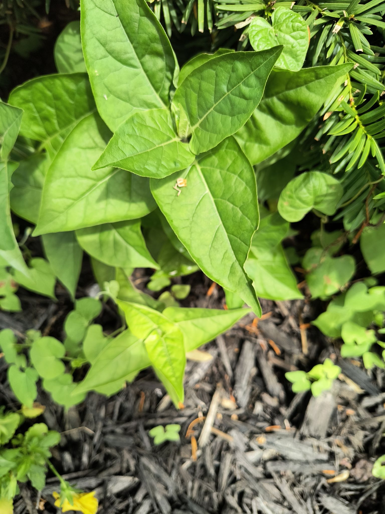 Identify please..I ordered some Jasmine seeds from China and these