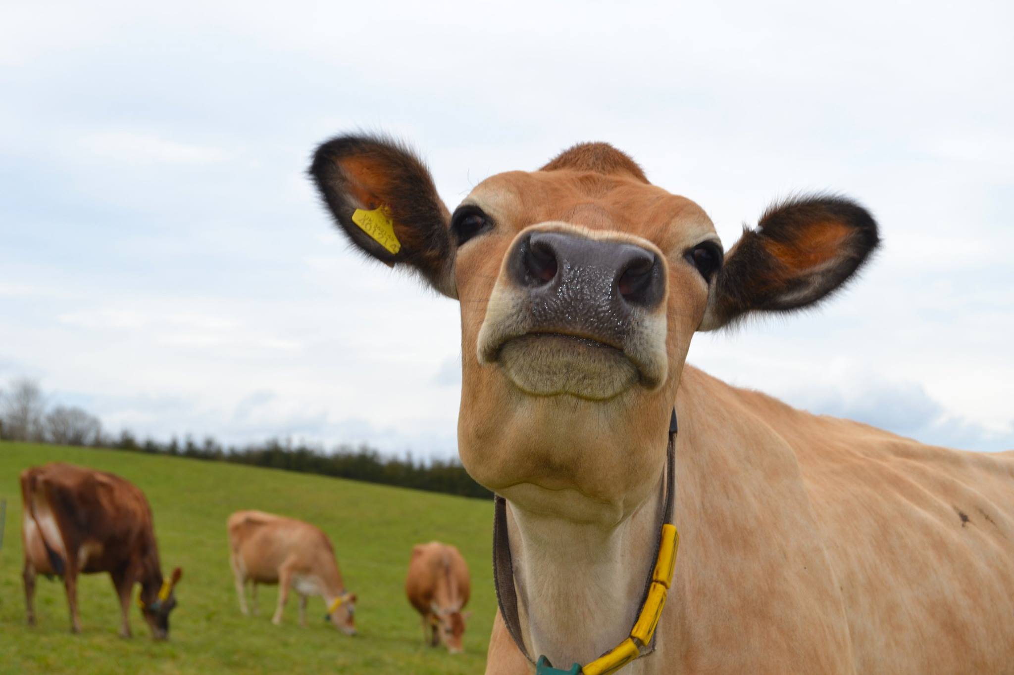 Stapleton Dairy - Happy weekend from North Devon! We love... | Facebook