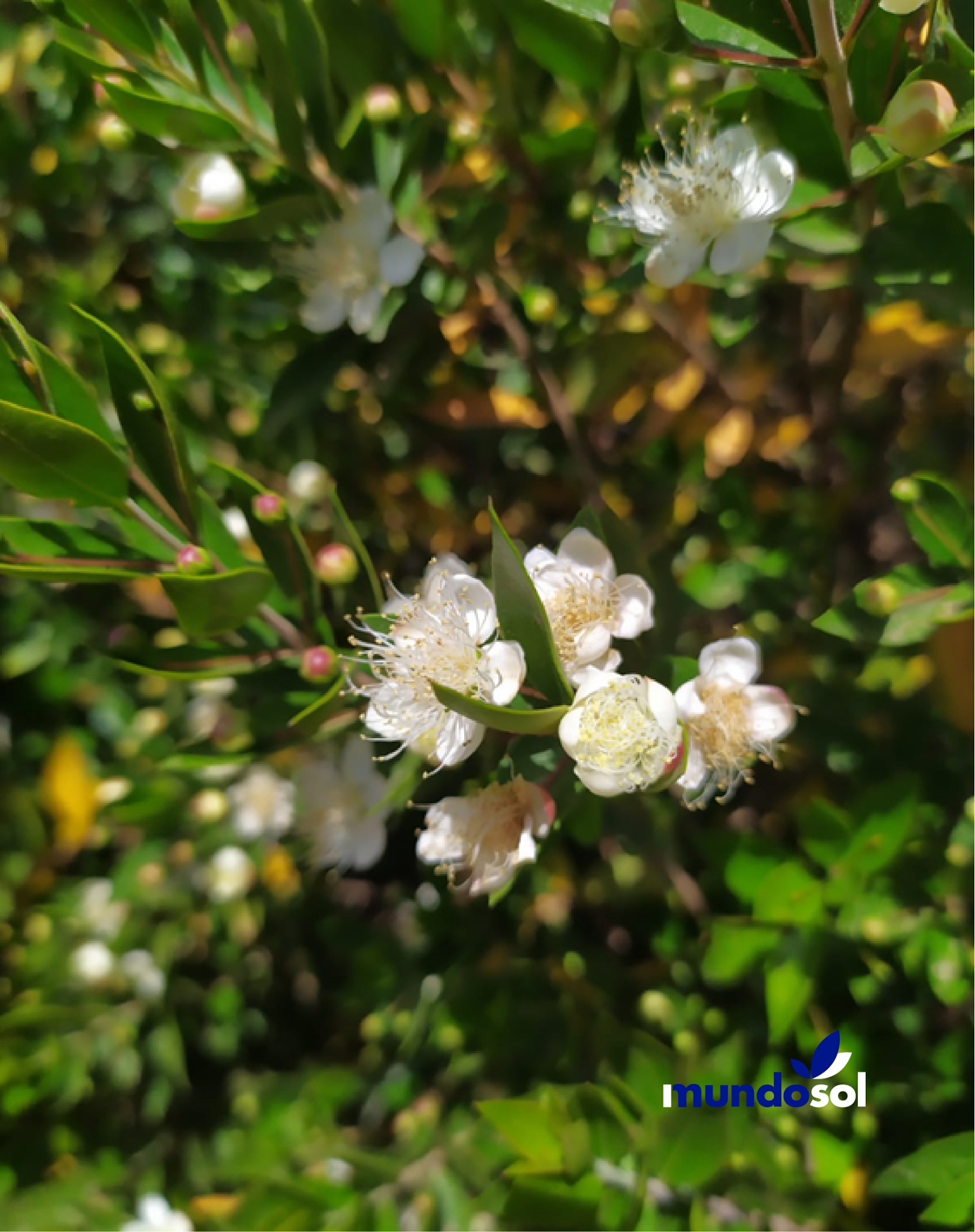Mundosol Quality - Mayo, mes de las flores/ May, month of flowers ...