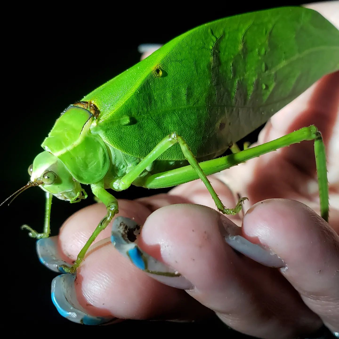 An adorable katydid (Tettigoniidae) from Ecuadorian Choco. We