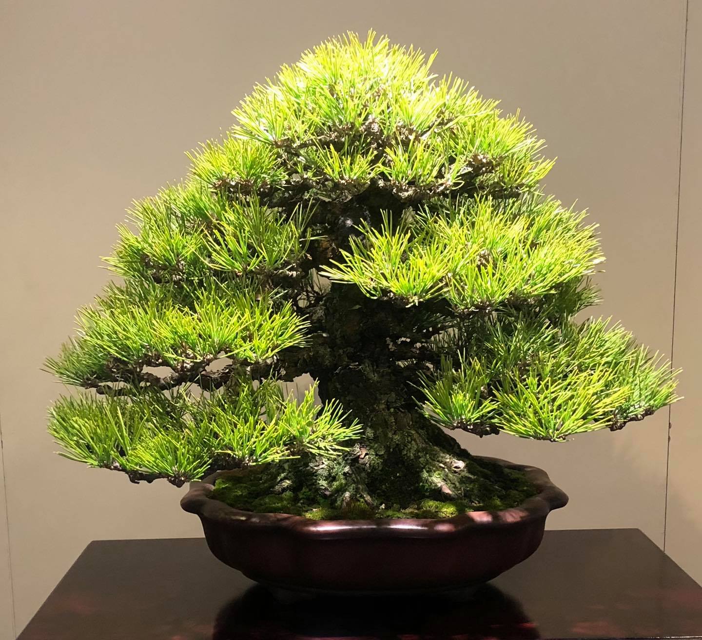 Japanese White Pine - Pinus parviflora 'Kokonoe' - Kokufu-Ten #79