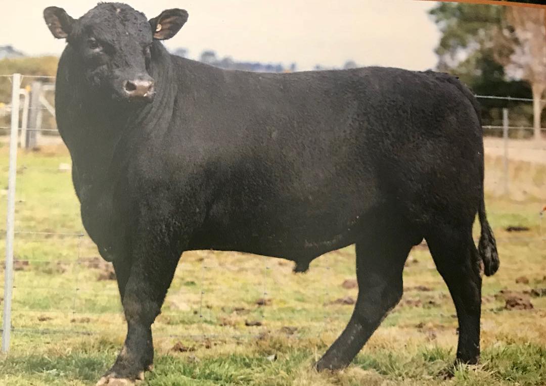 Glengowan Angus - Looking to breed some cracker females? Glengowan ...