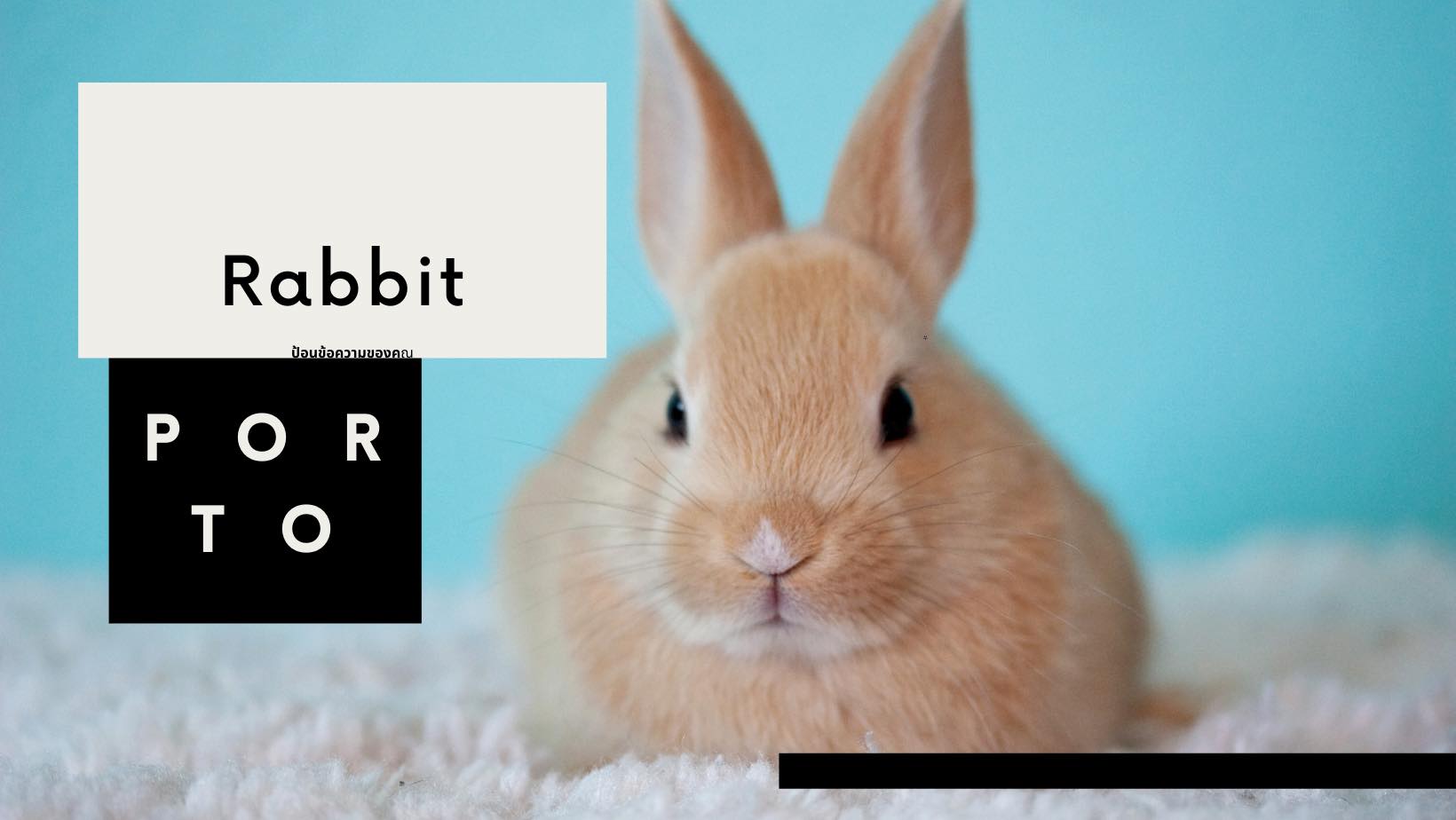 กระต่ายมหาชัย - Porto Rabbit
