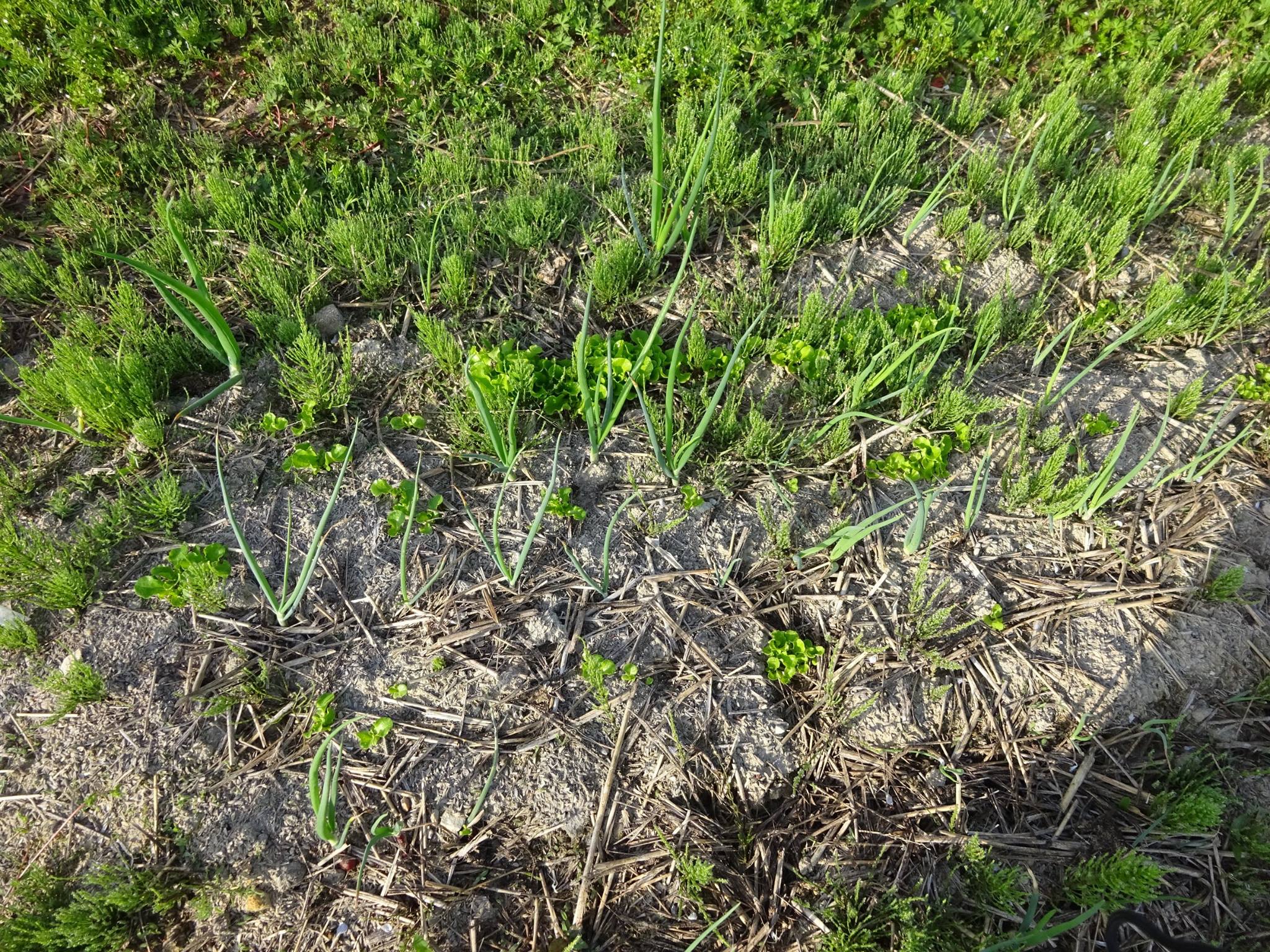 夢山農園 - ギシギシに集る虫さん 昨日は餅つきの前に圃場に行き畑の様子を見ましたよ!!...