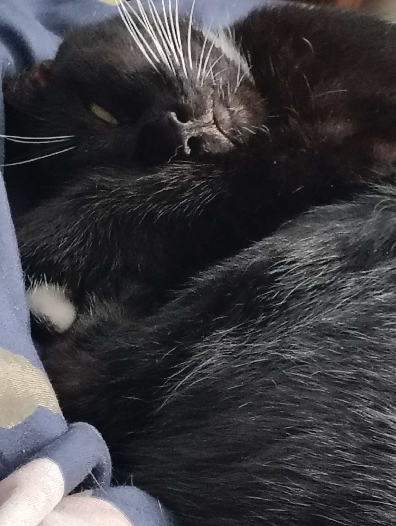 Black cats sleep with one eye open lol💓💓💓