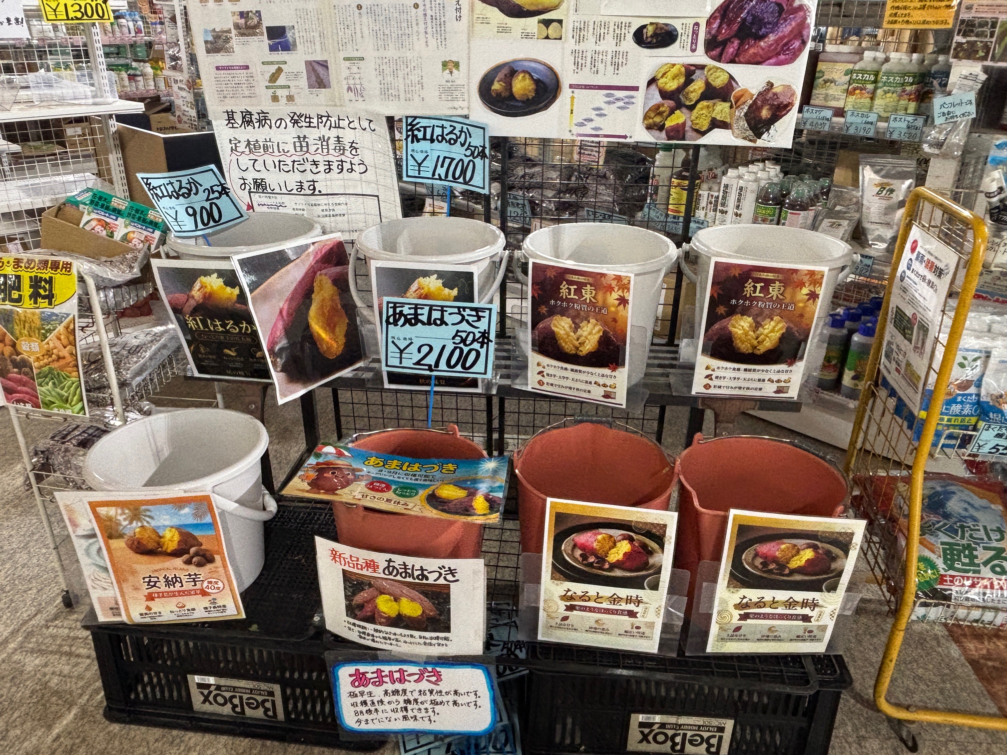 お世話になりますm(__)m サツマイモの苗も昨日より販売開始いたしまし