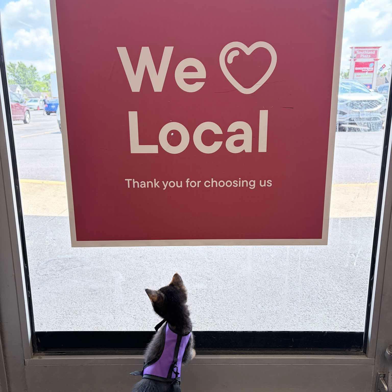 Pet Valu - 🐾 Meet Reba, Ricky & Riley! 🐱 Three kittens,... | Facebook