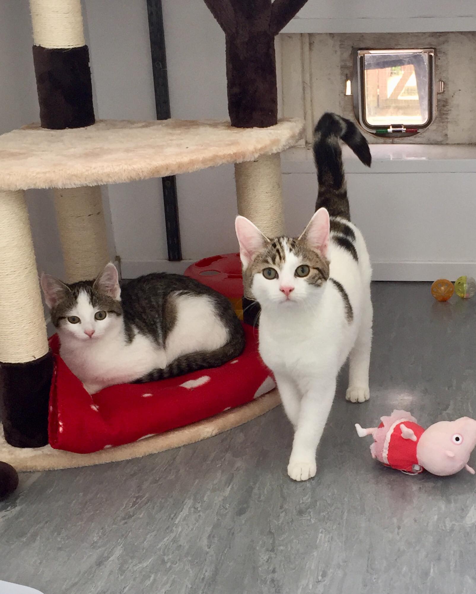Liverpool Cat Welfare (Rescue Centre) - Home | Facebook - Cat Welfare And Rescue