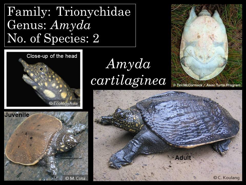 Turtle Conservation Society of Malaysia - As mentioned in previous # ...