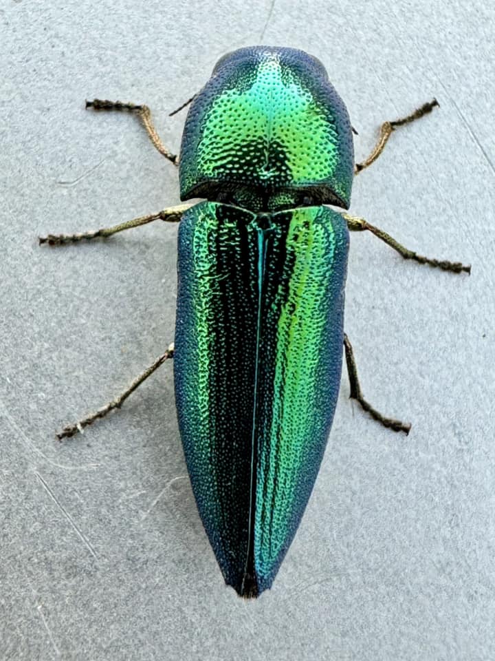 Calodema jewel beetles in Australia