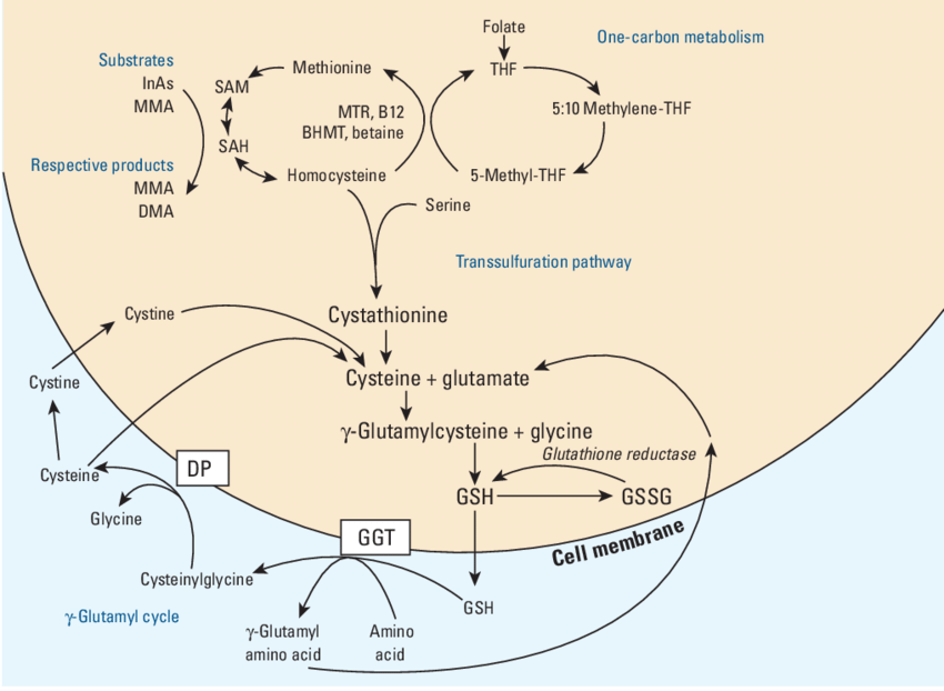 🔬 GSH/GSSG Why it is important: The GSH/GSSG ratio reports the reduced vs oxidized glutathione pool and is a sensitive marker of oxidative stress. Clinical and translational contexts include sepsis, liver injury
