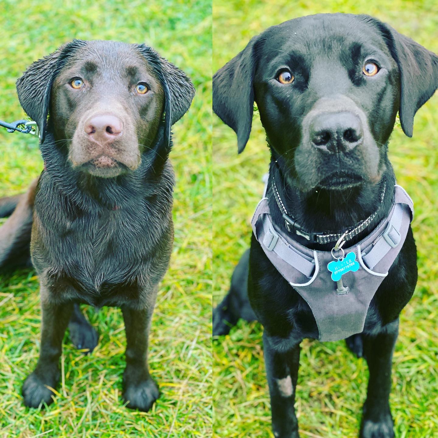 Molly & Rigby Rigby is one year... - Lyndsey Canine Coach | Facebook