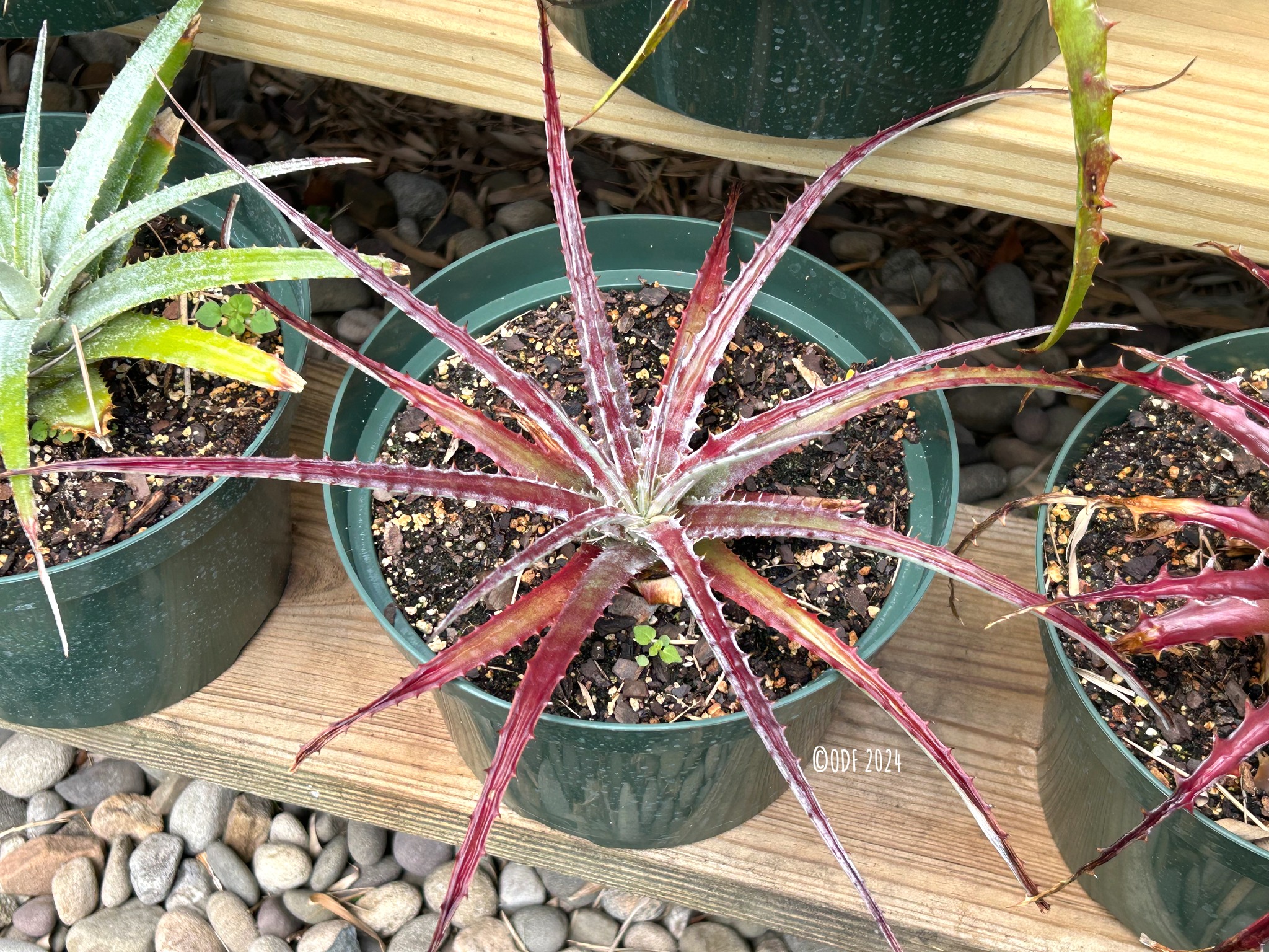 Hechtia species of terrestrial bromeliads