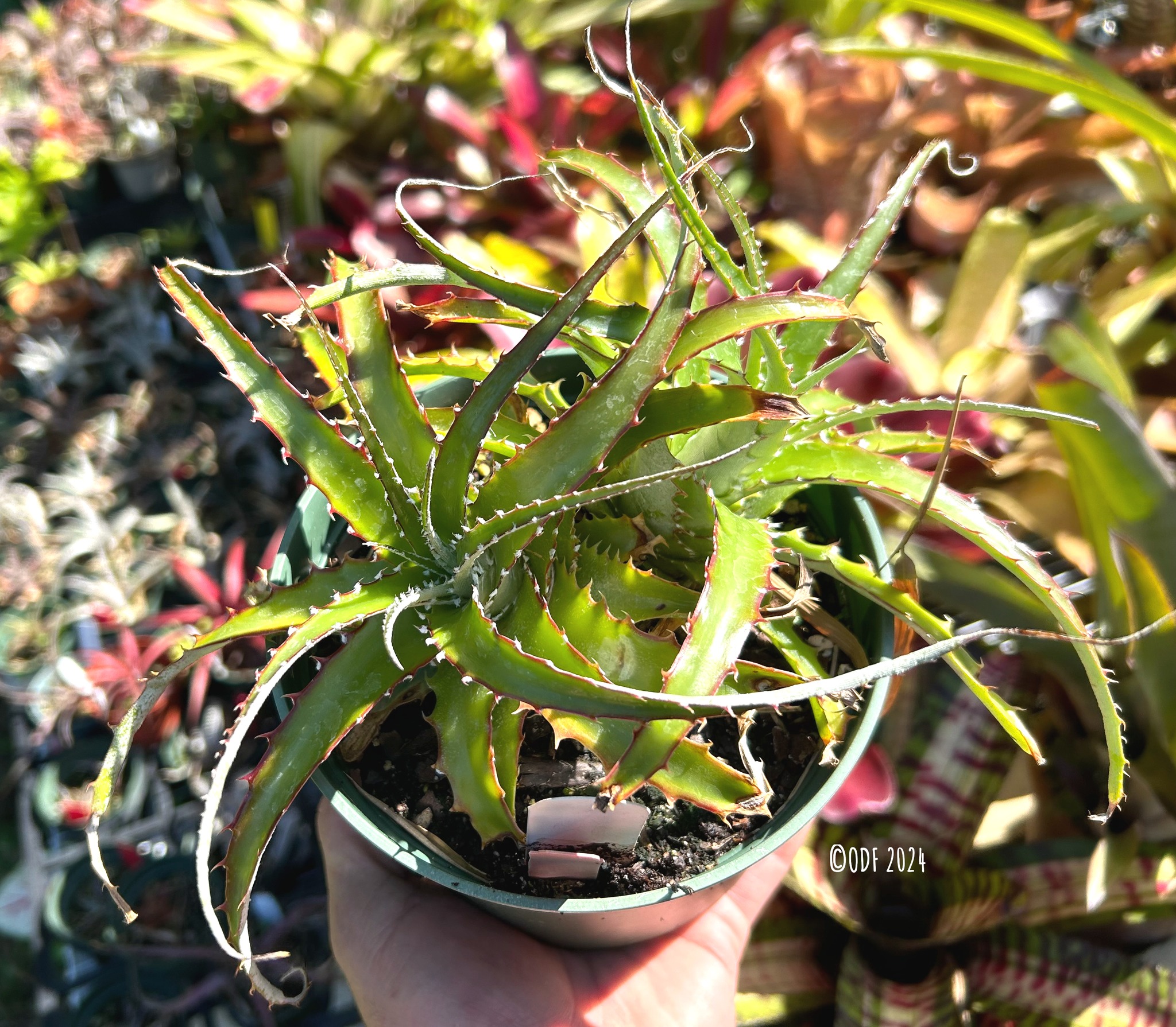 Hechtia species of terrestrial bromeliads