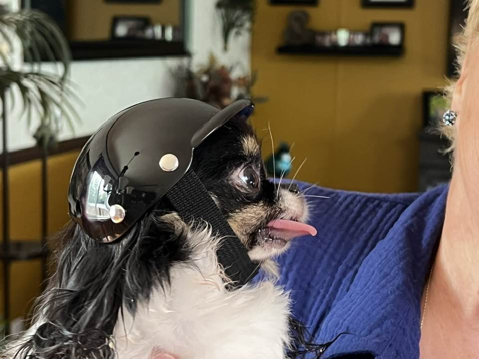 bike helmet for chihuahua PETLESO Extra Small Dog Goggles and XSmall Dog Helmet, 2Pcs Anti-UV Doggy Sunglasses Cat Motorcycle Protecetive Set, Safety Hard Hat Outdoor Head & Eyes Protection, Black XS Our custom One of our staff members