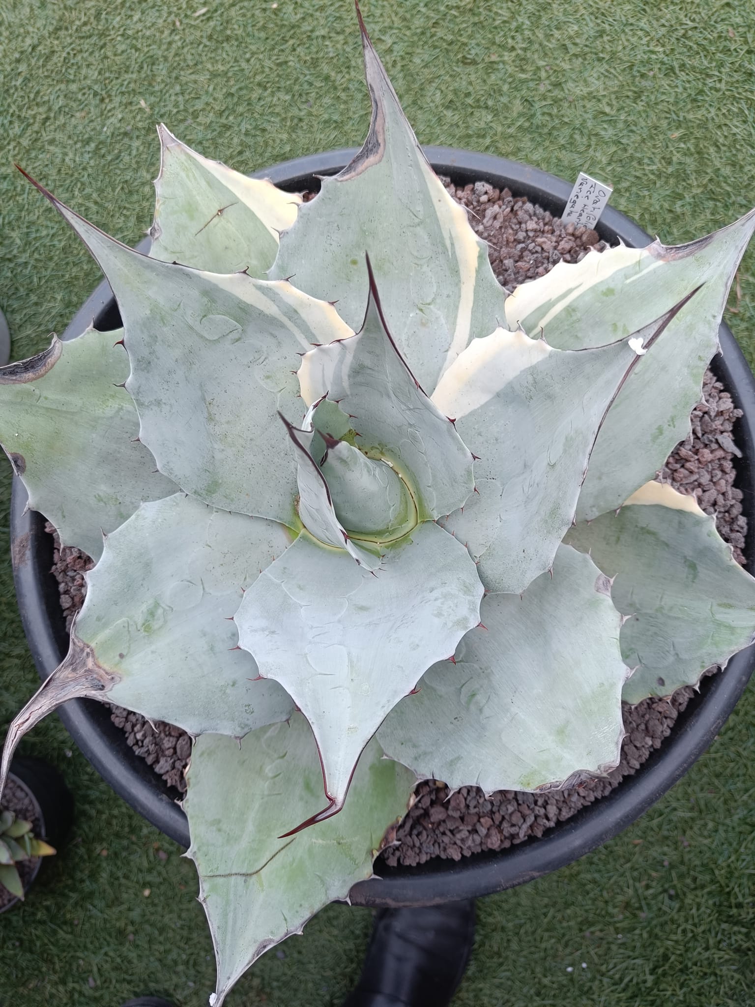 Agave ovatifolia 'Awakening Angel' at Juniper Level Botanic Garden