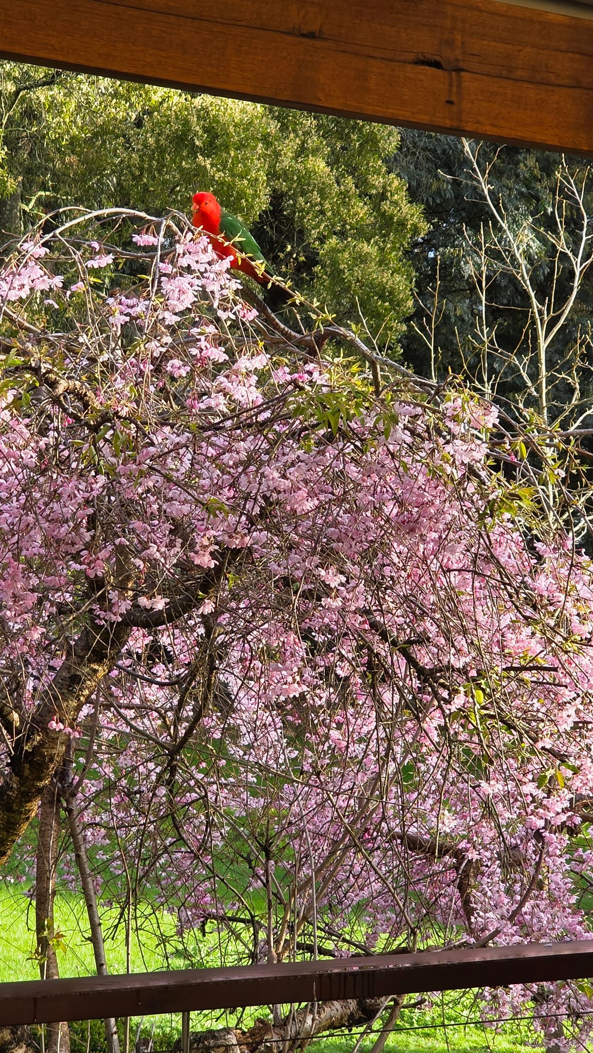 LEAVE - So, Spring has started in Australia. My cherry blossom 🌸 tree ...