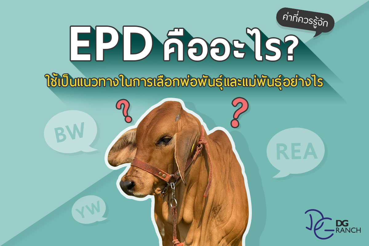 ค่า EPD คืออะไร ... - DG Ranch - Brahman & Beefmaster Cattle