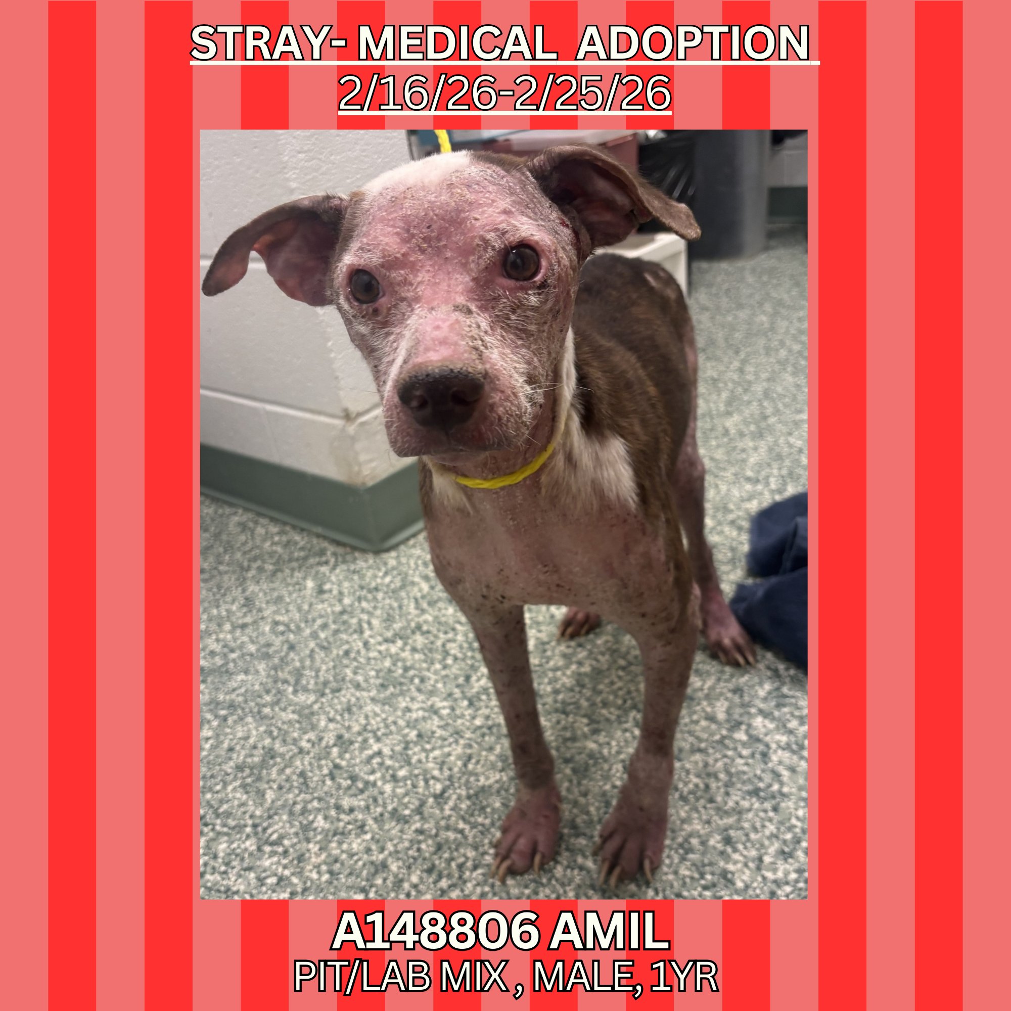 Rowan - ADOPTED! Stray- Medical Adoption A148806 Amil Amil is a gentle ...
