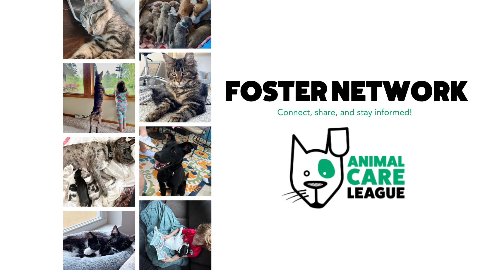 Animal Care League Foster Network | Facebook