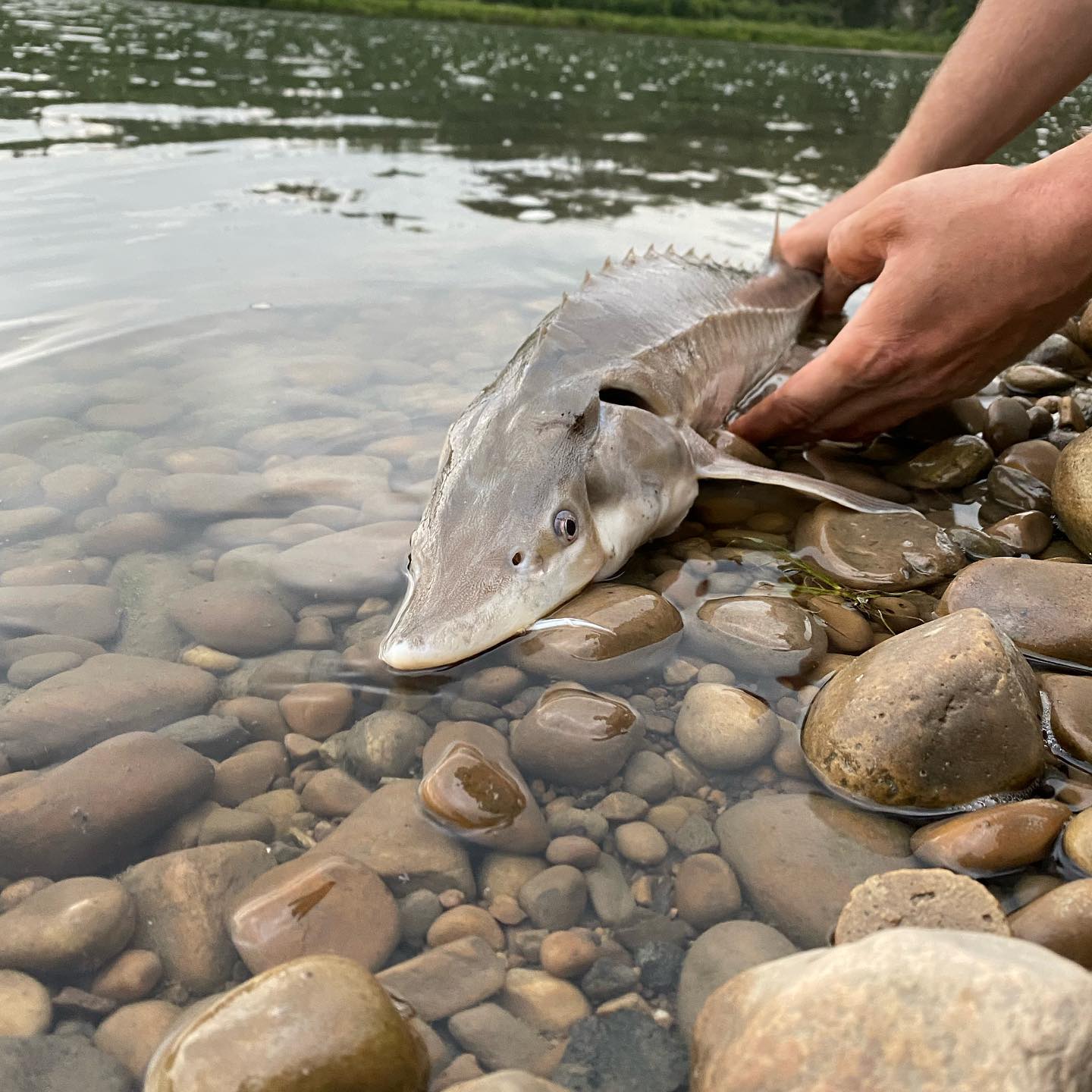 The oldest recorded lake Sturgeon... - Rig-a-Jig Bait Shop
