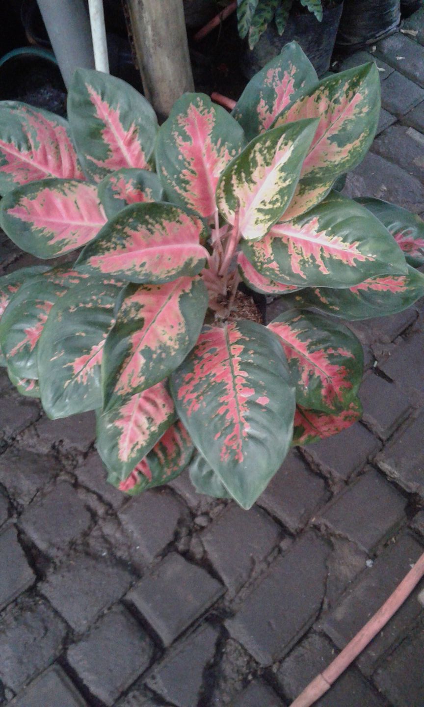 Jual - Jual semua jenis tanaman hias dan merima bikin taman bikin ...