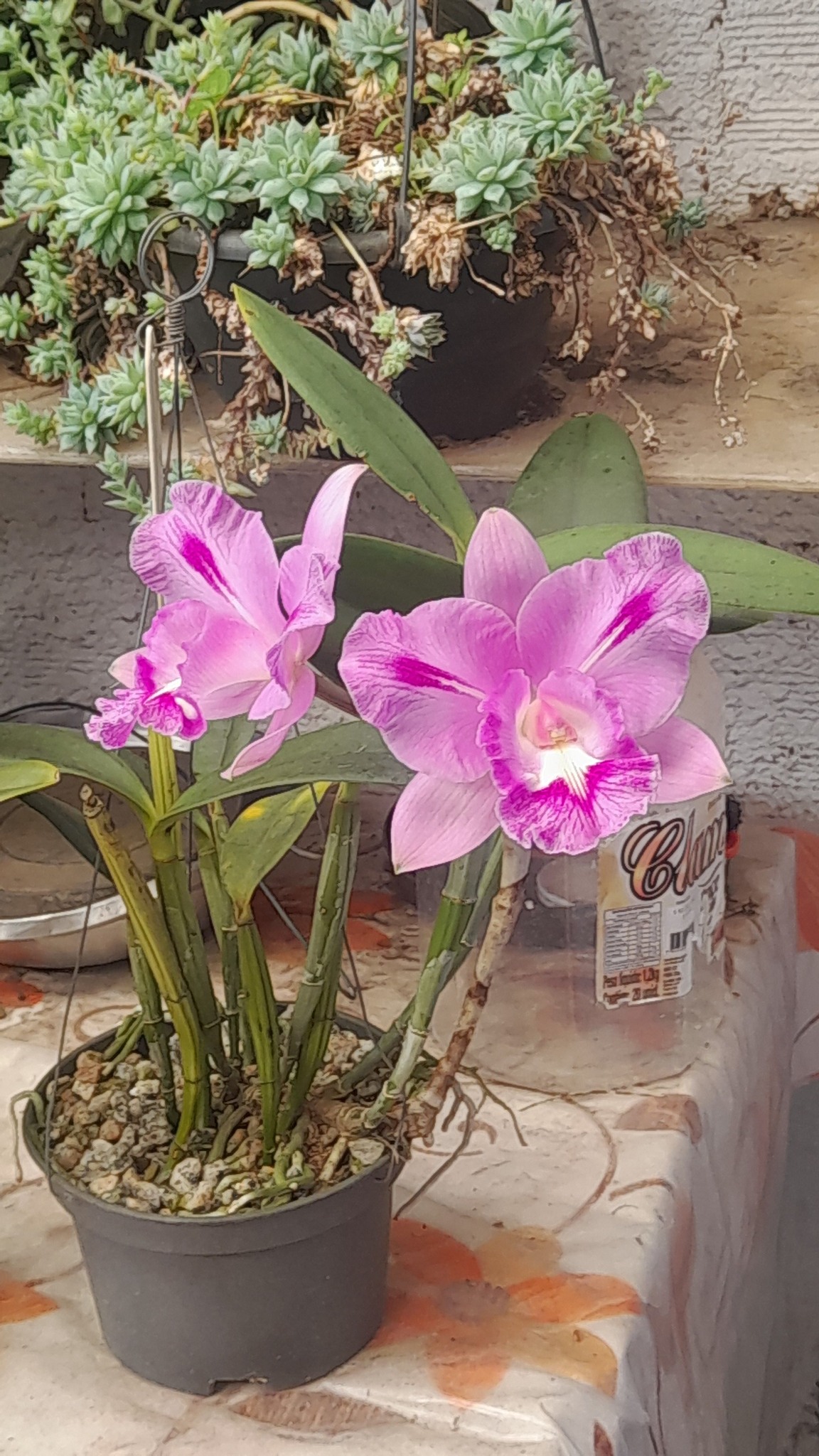 First bloom of SVO#9968 — C. Valentine 'Billy's Blue' HCC/AOS × Lc