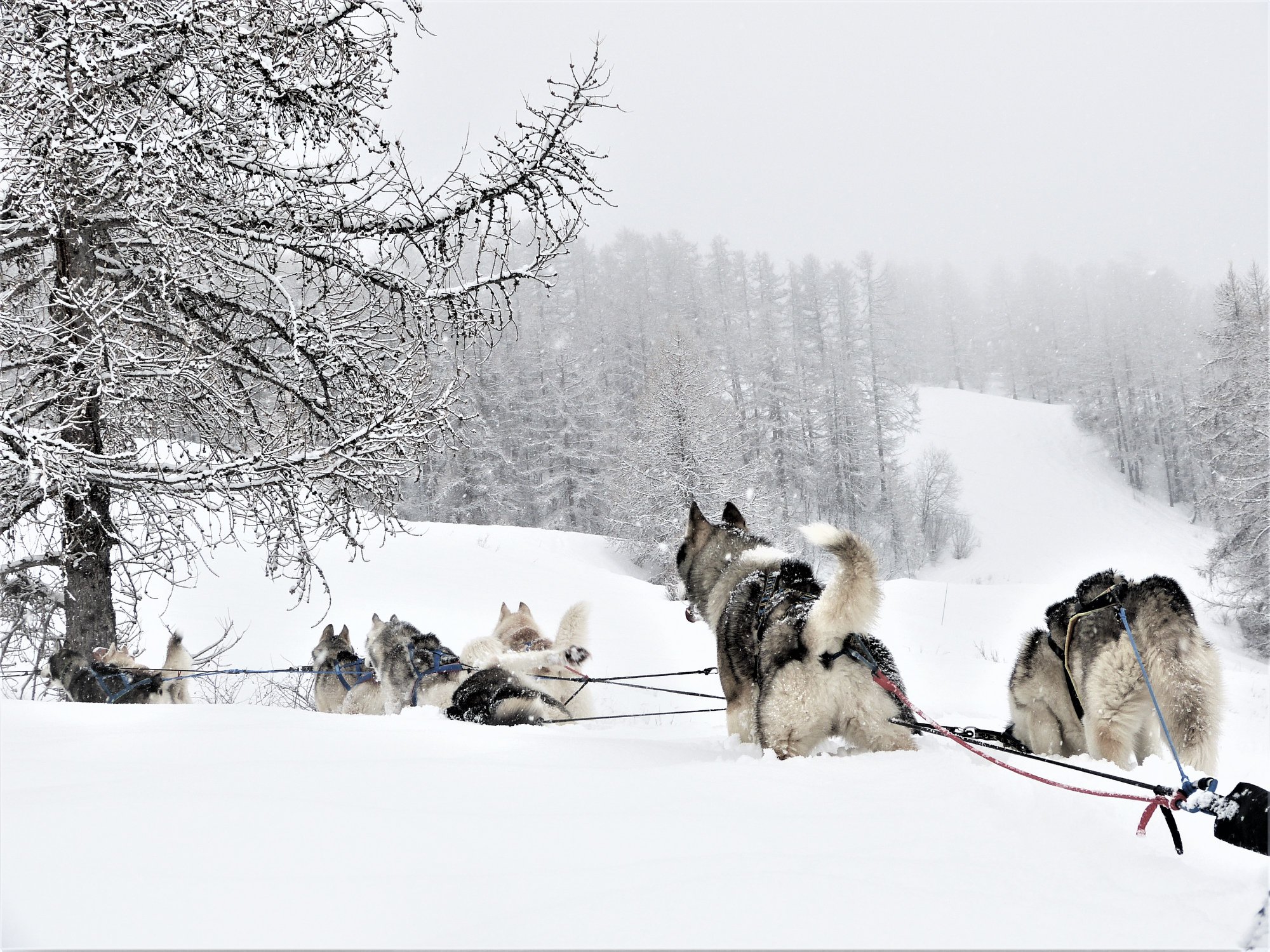 Wild Experiences Chiens De Traineau Hautes Alpes